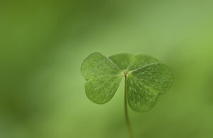 Wall Art - Photograph - Shamrock by Perry Wunderlich