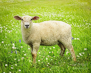 Wall Art - Photograph - Sheep In Summer Meadow by Elena Elisseeva