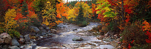Wall Art - Photograph - Stream With Trees In A Forest by Panoramic Images