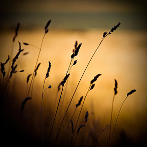 Wall Art - Photograph - The Field by Dave Bowman