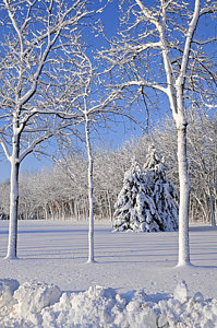 Wall Art - Photograph - Trees In Snow  Wisconsin by Anonymous