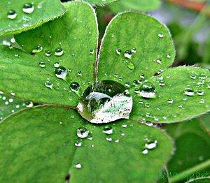 Wall Art - Photograph - Water Drop On Shamrock by Barbie Marquart