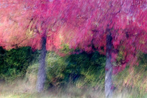 Wall Art - Photograph - Autumn Trees by Carol Leigh