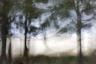 Wall Art - Photograph - Coastal Pines by Carol Leigh