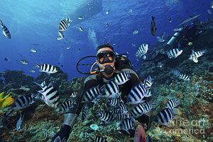Wall Art - Photograph - Fijian Dive Guide Feeds A School by Terry Moore