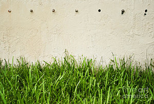Wall Art - Photograph - Green Grass Against Wall by Blink Images