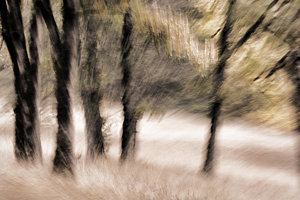 Wall Art - Photograph - Passing By Trees by Carol Leigh