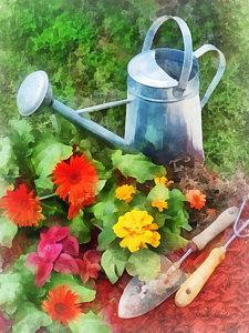 Wall Art - Photograph - Zinnias And Watering Can by Susan Savad