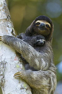 Wall Art - Photograph - Brown-throated Three-toed Sloth by Suzi Eszterhas