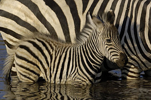 Wall Art - Photograph - Burchells Zebra Equus Burchellii Foal by Pete Oxford