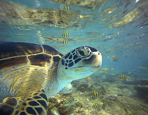 Wall Art - Photograph - Green Sea Turtle Balicasag Island by Tim Fitzharris