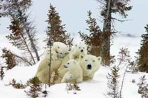 Wall Art - Photograph - Polar Bear Ursus Maritimus Trio by Matthias Breiter