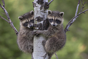 Wall Art - Photograph - Raccoon Two Babies Climbing Tree North by Tim Fitzharris