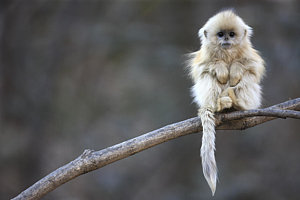 Wall Art - Photograph - Golden Snub-nosed Monkey Rhinopithecus by Cyril Ruoso