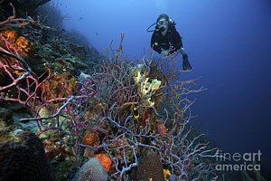 Wall Art - Photograph - Scuba Diver Swims Underwater Amongst by Terry Moore