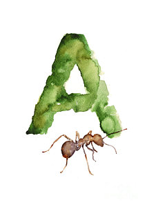 Wall Art - Painting - Ant Watercolor Alphabet Painting by Joanna Szmerdt