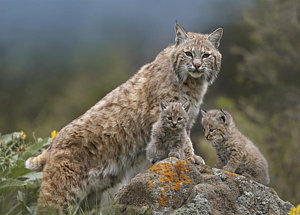 Wall Art - Photograph - Bobcat Mother And Kittens North America by Tim Fitzharris