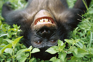 Wall Art - Photograph - Bonobo Pan Paniscus Smiling by Cyril Ruoso
