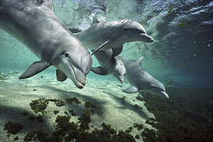 Wall Art - Photograph - Four Bottlenose Dolphins Hawaii by Flip Nicklin