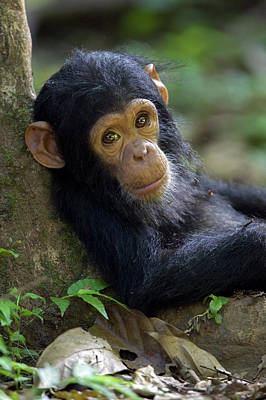 Wall Art - Photograph - Chimpanzee Pan Troglodytes Baby Leaning by Ingo Arndt