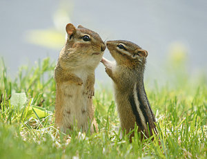 Wall Art - Photograph - Chipmunks In Grasses by Corinne Lamontagne
