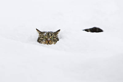 Wall Art - Photograph - Domestic Cat Felis Catus In Deep Snow by Konrad Wothe