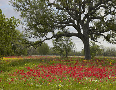 Wall Art - Photograph - Drummonds Phlox Meadow Near Leming Texas by Tim Fitzharris
