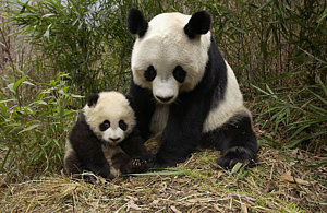 Wall Art - Photograph - Giant Panda Ailuropoda Melanoleuca by Katherine Feng
