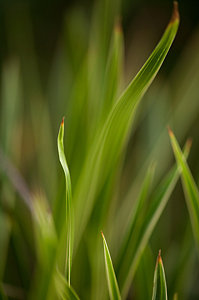 Wall Art - Photograph - Grass Abstract 1 by Mike Reid