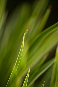 Wall Art - Photograph - Grass Abstract 2 by Mike Reid