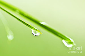 Wall Art - Photograph - Grass Blades With Water Drops by Elena Elisseeva