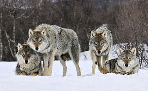 Wall Art - Photograph - Gray Wolves Norway by Jasper Doest