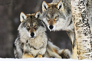 Wall Art - Photograph - Gray Wolf Canis Lupus Pair In The Snow by Jasper Doest