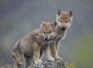 Wall Art - Photograph - Gray Wolf Canis Lupus Pups In Light by Tim Fitzharris