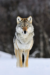Wall Art - Photograph - Gray Wolf In The Snow by Jasper Doest