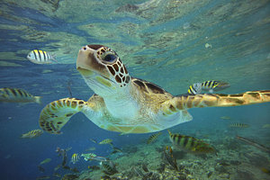 Wall Art - Photograph - Green Sea Turtle Chelonia Mydas by Tim Fitzharris