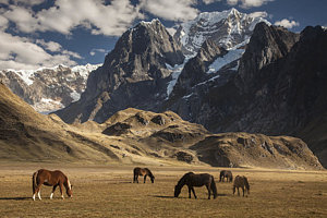 Wall Art - Photograph - Horses Grazing Under Siula Grande by Colin Monteath