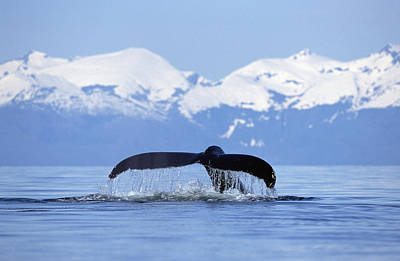 Wall Art - Photograph - Humpback Whale Megaptera Novaeangliae by Konrad Wothe