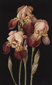 Wall Art - Painting - Irises by Jenny Barron