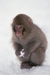 Wall Art - Photograph - Japanese Macaque Macaca Fuscata Baby by Konrad Wothe
