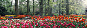 Wall Art - Photograph - Keukenhof Garden, Lisse, The Netherlands by Panoramic Images