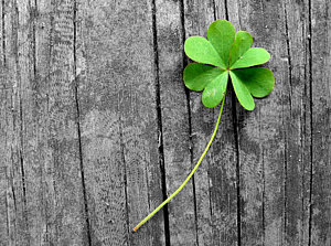 Wall Art - Photograph - Lucky by Shannon Blanchard