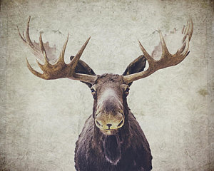 Wall Art - Photograph - Moose by Nastasia Cook