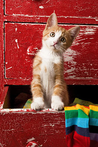 Wall Art - Photograph - Orange Tabby Kitten In Red Drawer  by Garry Gay