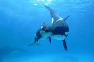 Wall Art - Photograph - Orca Orcinus Orca Mother And Newborn by Hiroya Minakuchi