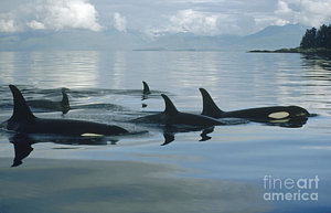 Wall Art - Photograph - Orca Pod Johnstone Strait Canada by Flip Nicklin