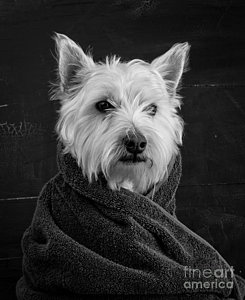 Wall Art - Photograph - Portrait Of A Westie Dog by Edward Fielding