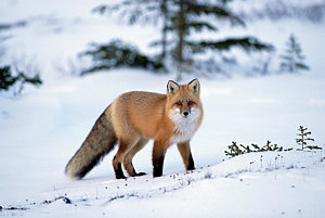 Wall Art - Photograph - Red Fox Vulpes Vulpes Portrait by Konrad Wothe