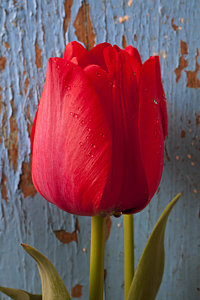 Wall Art - Photograph - Red Tulip by Garry Gay