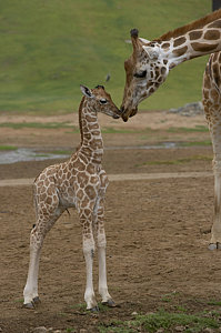 Wall Art - Photograph - Rothschild Giraffe Giraffa by San Diego Zoo
